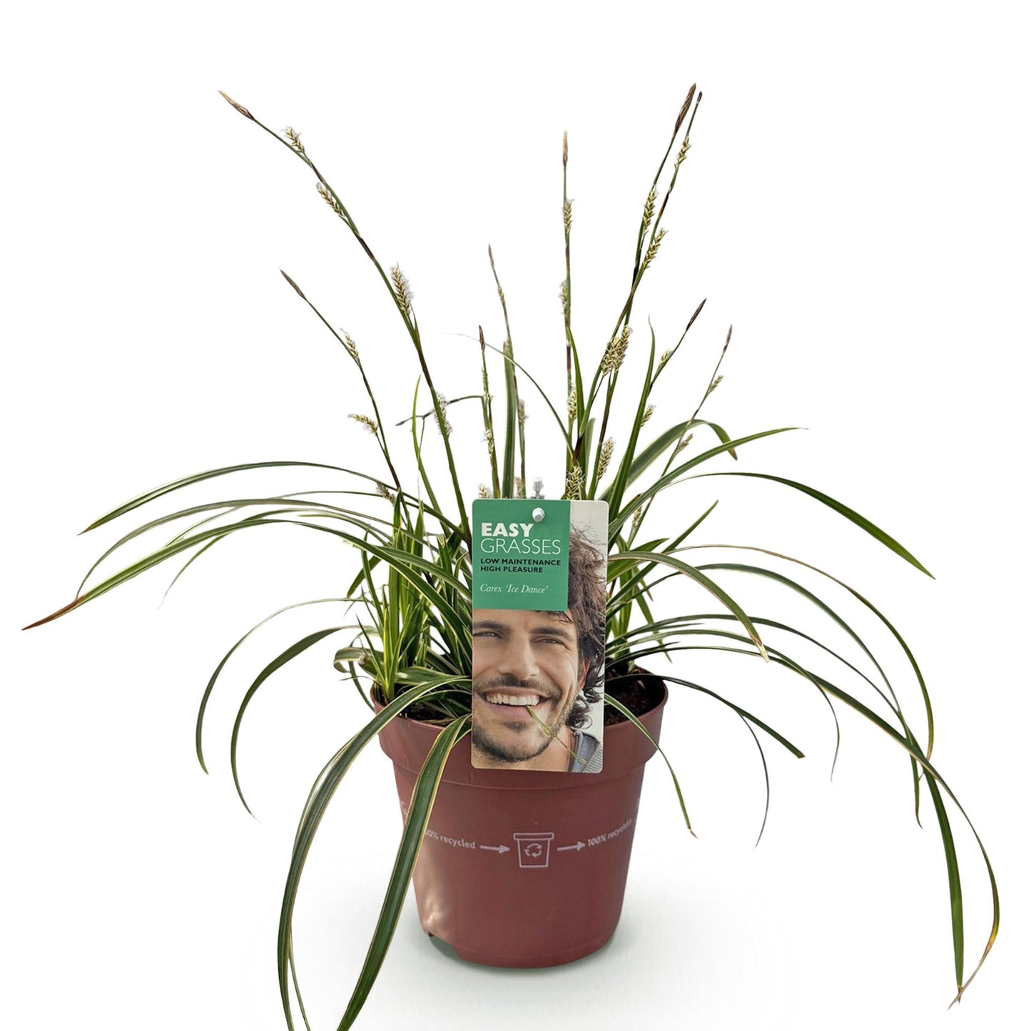 Ziergräser - Carex morrowii Ice Dance - Weiß & Grün - 1 Pflanze - Immergrün - Winterhart - Topf 17cm Höhe 50cm