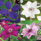 Kletterpflanze - Clematis Rainbow - Blüte Rosa Weiß Lila Rot - Wenig Pflege - 4 Pflanzen - Topf 11cm Höhe 40cm