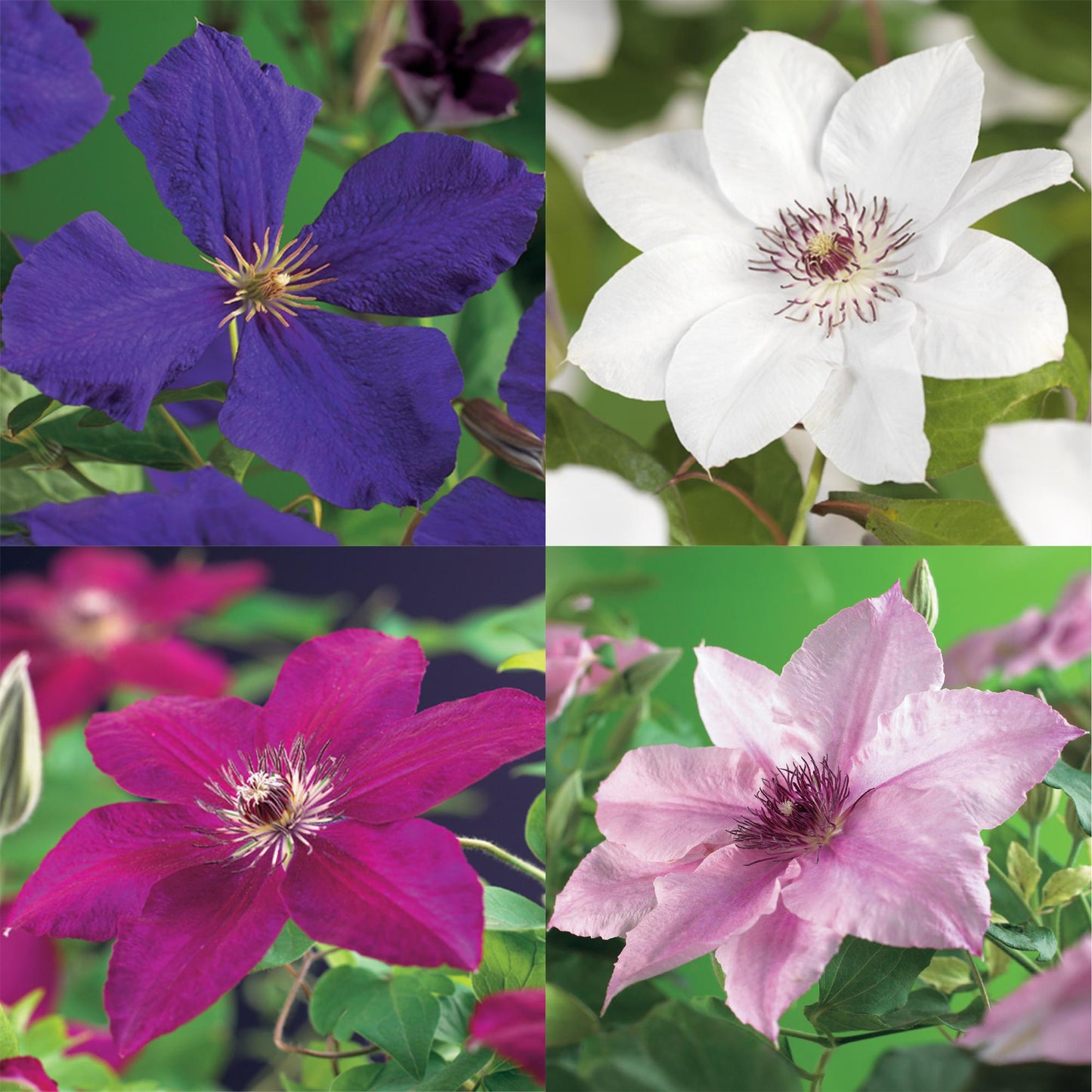 Kletterpflanze - Clematis Rainbow - Blüte Rosa Weiß Lila Rot - Wenig Pflege - 4 Pflanzen - Topf 11cm Höhe 40cm