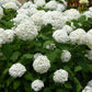 Hydrangea arborescens Annabelle - Hortensie - Winterhart - Weiß - 1 Pflanze - Topf 12cm - Höhe 20-30cm