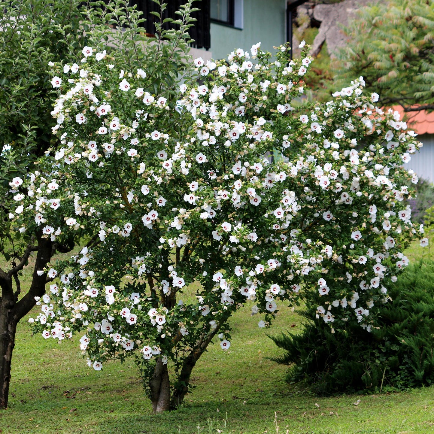 Hibiscus syriacus Red Heart - Garden Hibiscus - Hardy - White - Red - 3 Plants - Pot 17cm - Height 45cm
