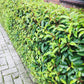Heckenpflanzen - Prunus lusitanica Angustifolia - Blatt grün - 8 Pflanzen - 1 laufender Meter - immergrün - Topf 9cm Höhe 30-35cm