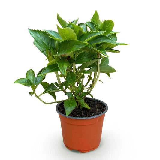 Hydrangea macrophylla Weiß - Hortensie - Winterhart - Weiß - 1 Pflanze - Topf 12cm - Höhe 20-30cm