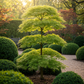 Japanischer Ahorn - Acer palmatum Emerald Lace - Grün - 2 Pflanzen - Laubabwerfend - Topf 19cm Höhe 70cm