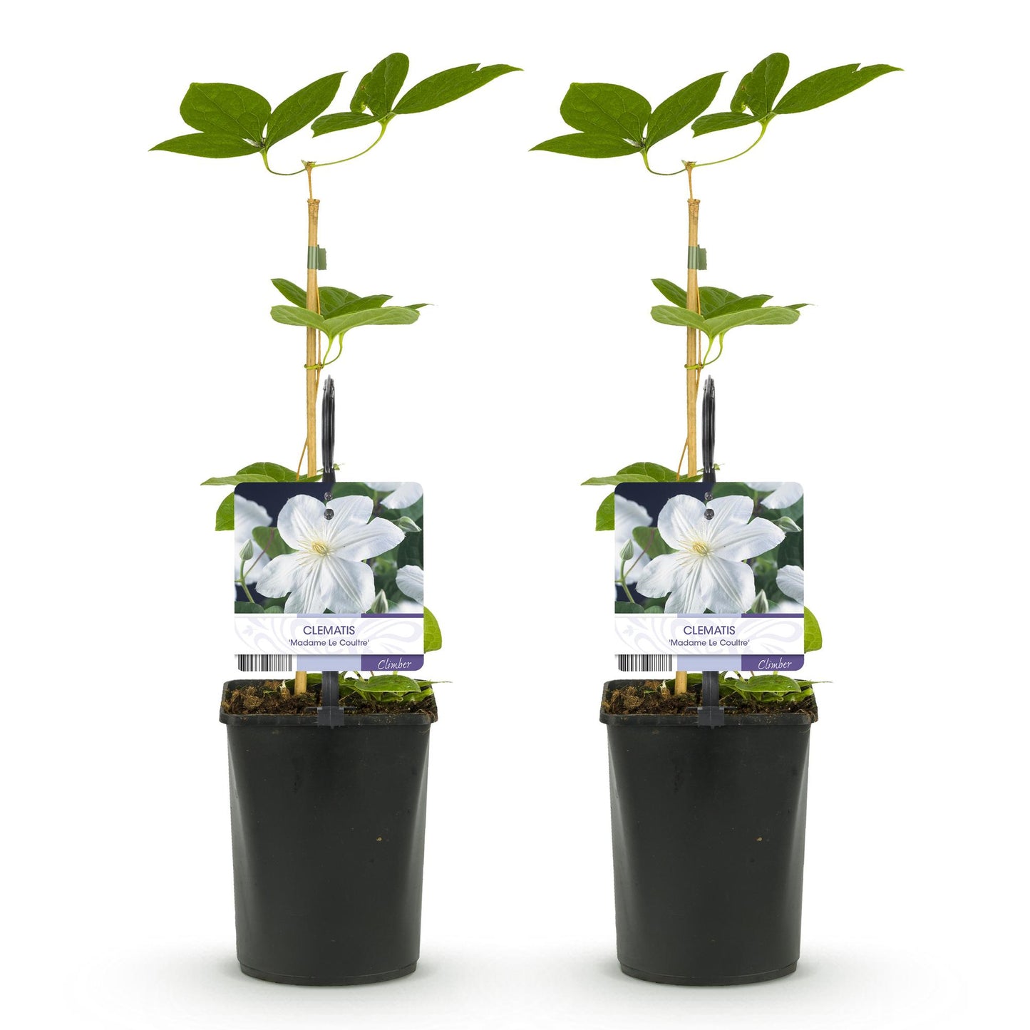 Kletterpflanze - Clematis Madame Le Coultre - blühend weiß - Wenig Pflege - 2 Pflanzen - Topf 11cm Höhe 40cm