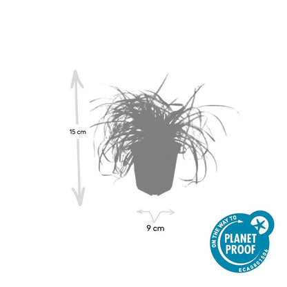 48x Carex oshim. 'Evergold'  - ↕10-25cm - Ø9cm
