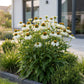 Sonnenhut - Echinacea purp. Alba - Bienen- und Schmetterlingszieher - Weiß - 1 Pflanzen - Topf 11cm - Höhe 15-25cm