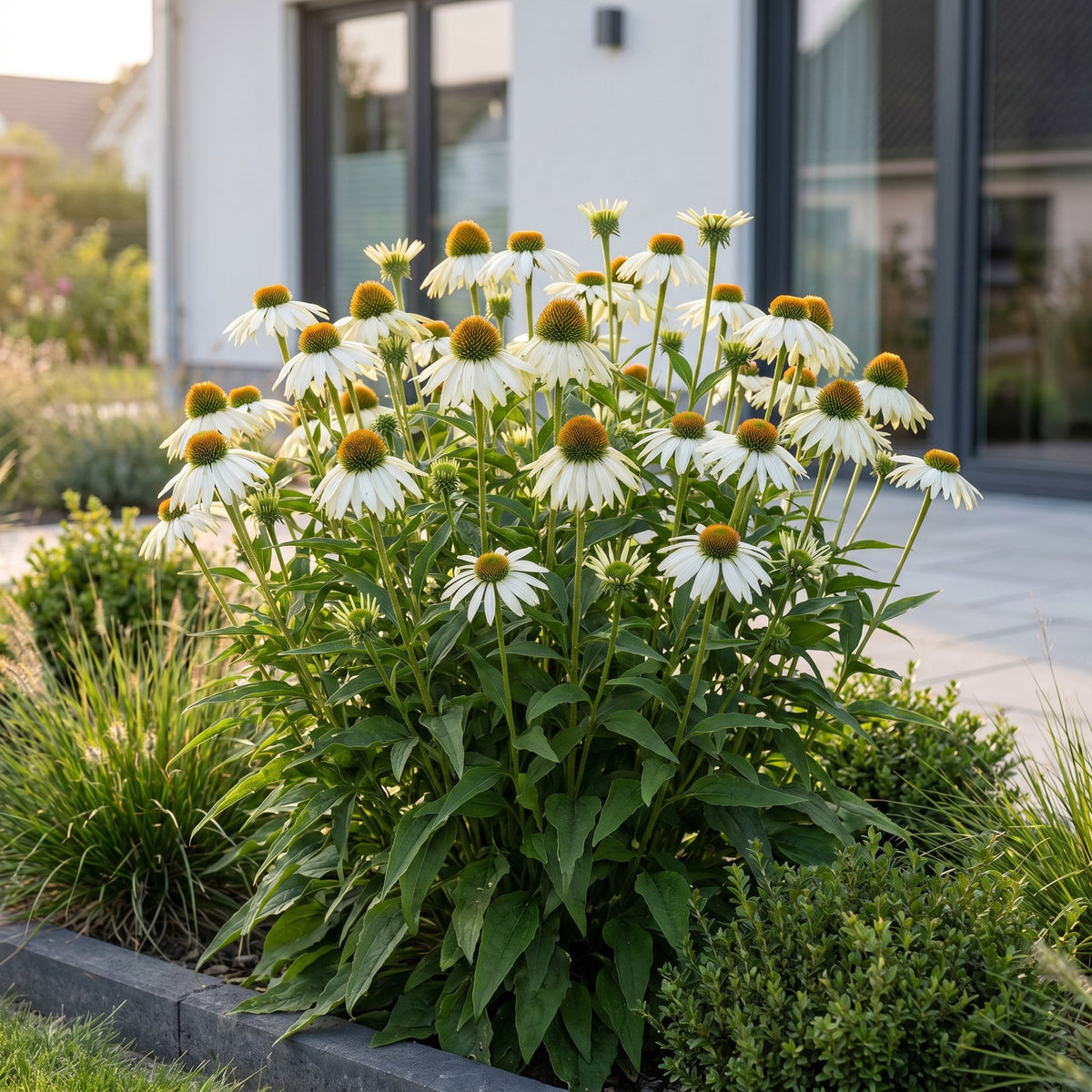 Sonnenhut - Echinacea purp. Alba - Bienen- und Schmetterlingszieher - Weiß - 1 Pflanzen - Topf 11cm - Höhe 15-25cm
