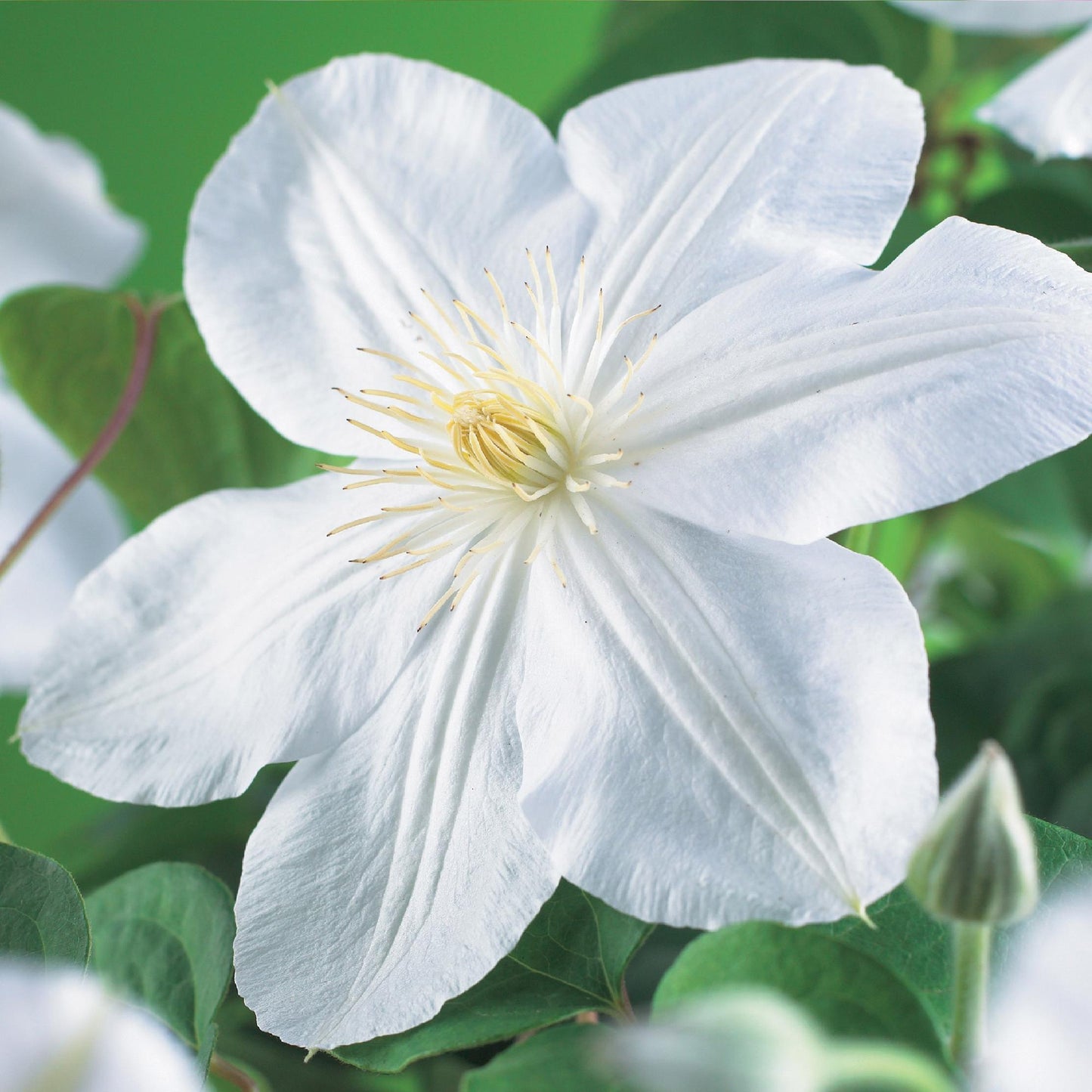 Kletterpflanze - Clematis Madame Le Coultre - blühend weiß - Wenig Pflege - 2 Pflanzen - Topf 11cm Höhe 40cm