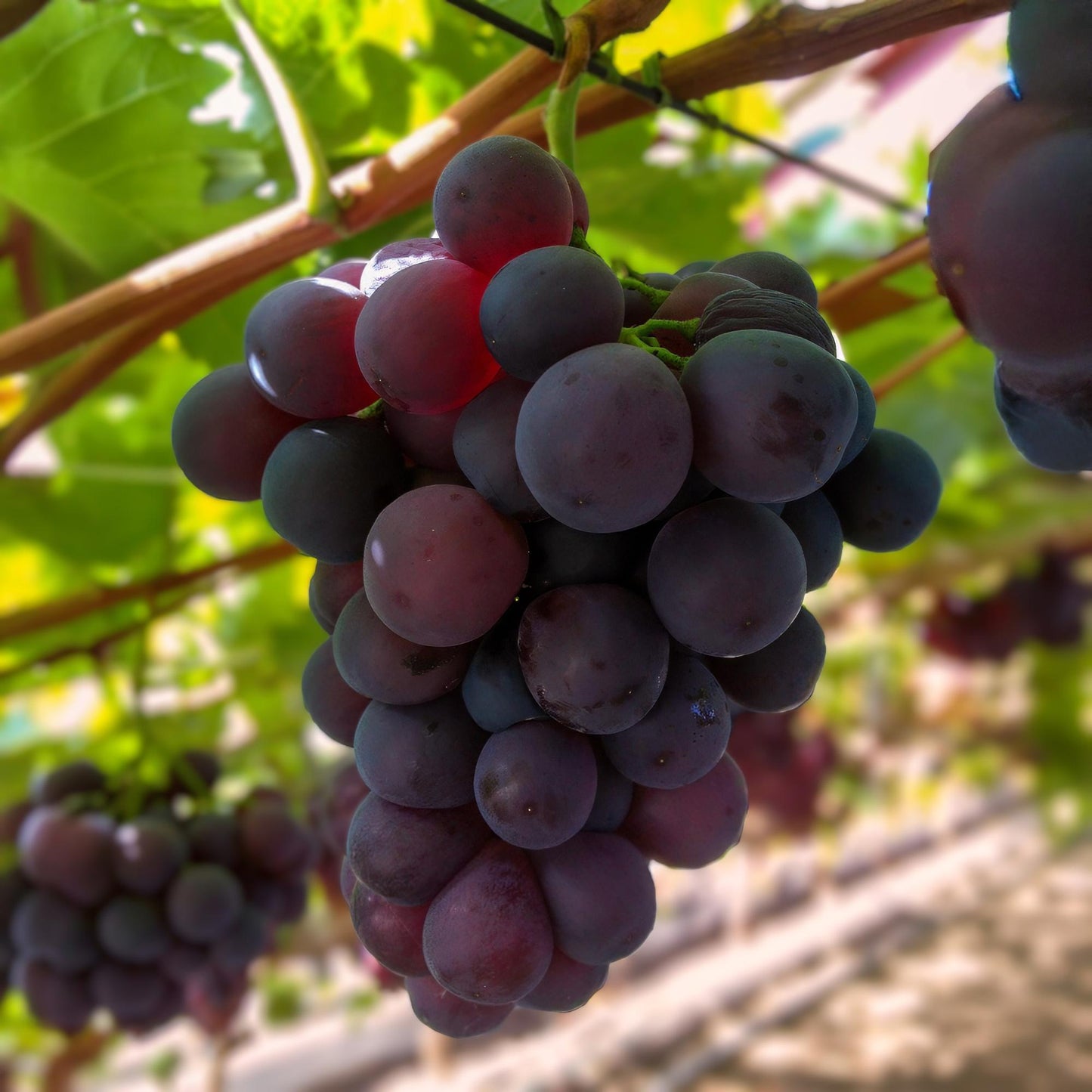 Obstpflanze - Vitis vinifera Vanessa - Weintraubenpflanze - Tafeltraube - Blaue Traube - 2 Pflanzen - Topf 15cm - Höhe 50cm