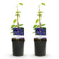 Kletterpflanze - Clematis Jackmanii - Blüte Blau - Wenig Pflege - 2 Pflanzen - Topf 11cm Höhe 40cm