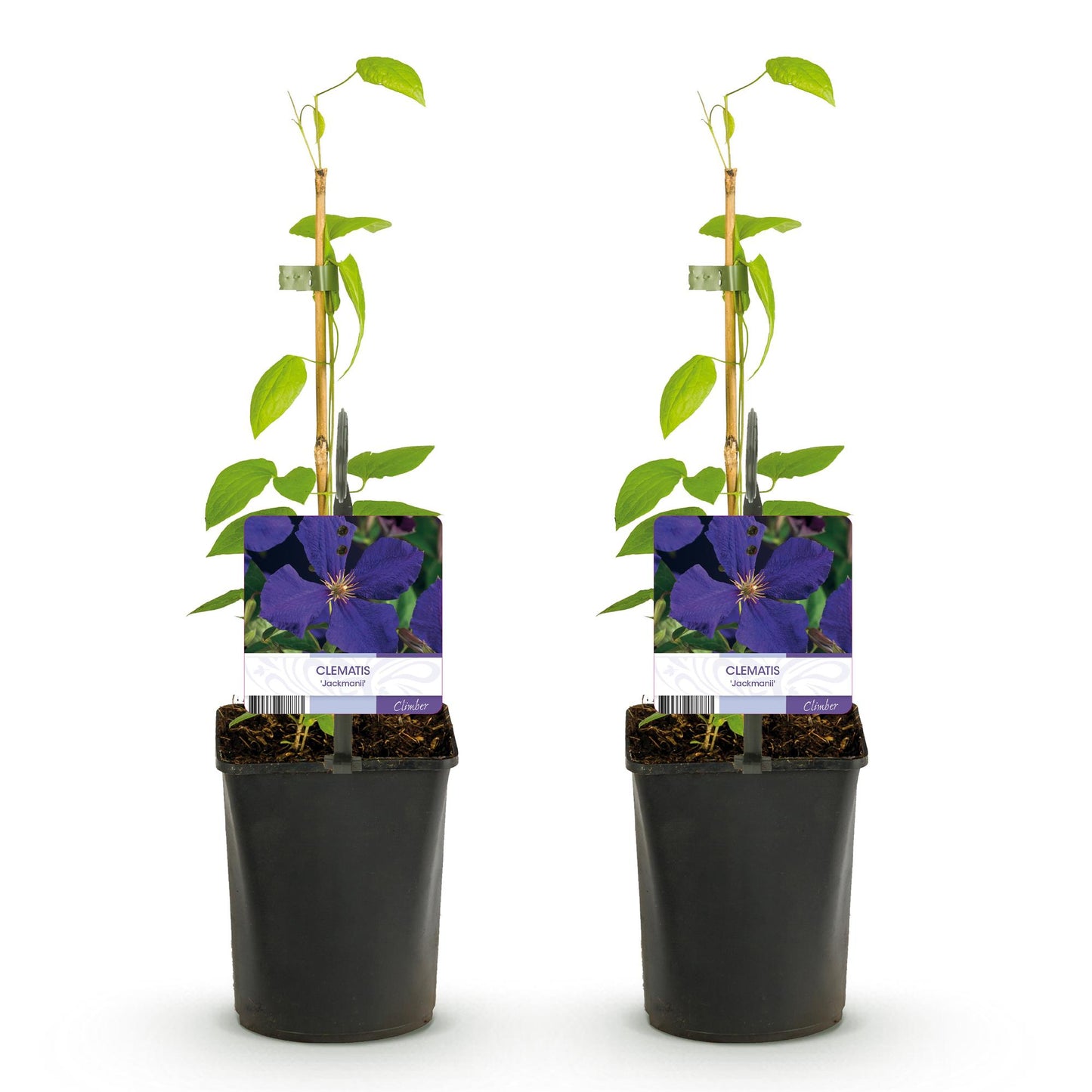 Kletterpflanze - Clematis Jackmanii - Blüte Blau - Wenig Pflege - 2 Pflanzen - Topf 11cm Höhe 40cm