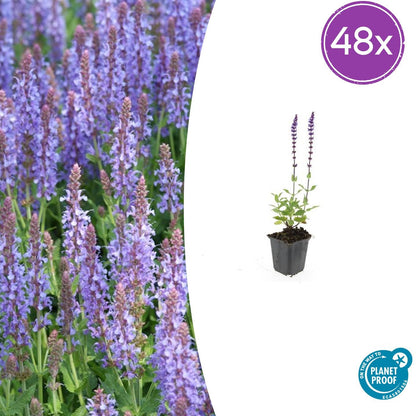 Salvia nemorosa 'Caradonna 48x - ↕10-25cm - Ø9cm