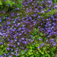 Campanula poscharskyana - ↕10-25cm - Ø9cm, 6x
