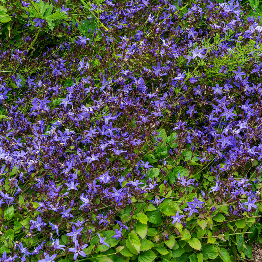 Campanula poscharskyana - ↕10-25cm - Ø9cm, 6x