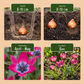 25x Tulipa Little Beauty - Tulpe Little Beauty - Rosa - Frühlingsblüher - Zwiebelgröße 6/+