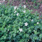 24x Geranium sang. 'Album' - ↕10-25cm - Ø9cm