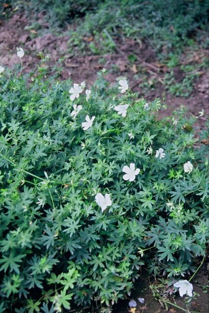 24x Geranium sang. 'Album' - ↕10-25cm - Ø9cm