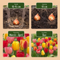 30x Tulipa Darwin Hybride mix - Darwin Hybrid tulip mix - Miscellaneous