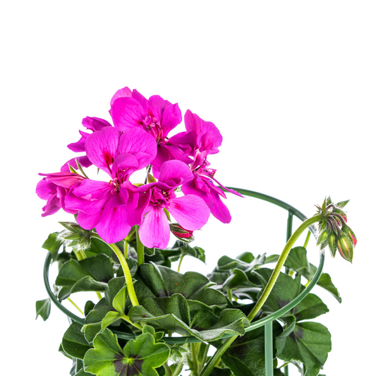 Geranien (Pelargonium peltatum) Violet Ø12 cm - ↕20 cm, 8 Pflanzen