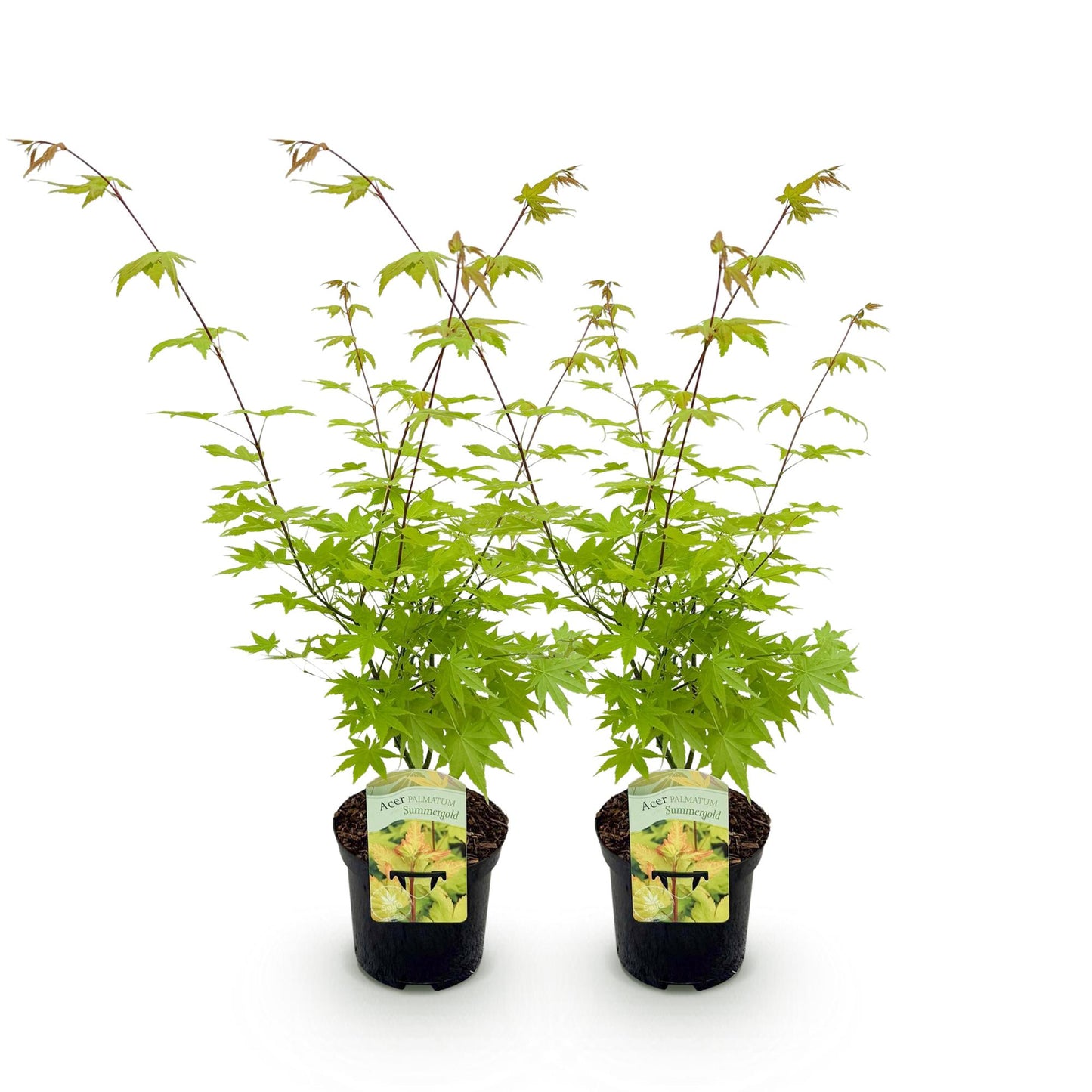 Japanischer Ahorn - Acer palmatum Summergold - Gelb - 2 Pflanzen - Laubabwerfend - Topf 19cm Höhe 70cm