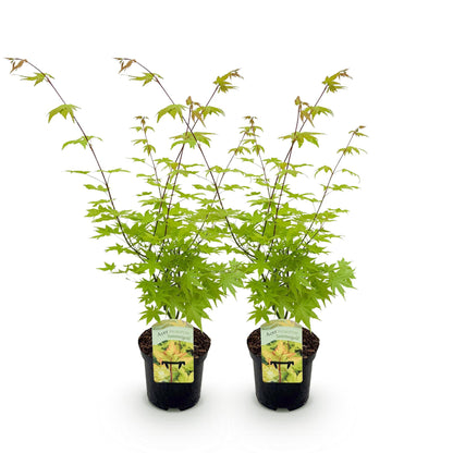 Japanischer Ahorn - Acer palmatum Summergold - Gelb - 2 Pflanzen - Laubabwerfend - Topf 19cm Höhe 70cm