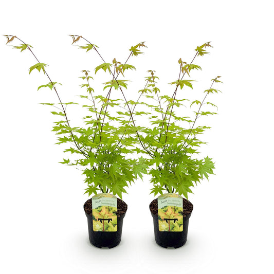 Japanischer Ahorn - Acer palmatum Summergold - Gelb - 2 Pflanzen - Laubabwerfend - Topf 19cm Höhe 70cm