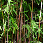 Gräser - Fargesia nitida Red Dragon - Bambus - Nicht Wuchernd - Grün - 2 Pflanzen - Topf 23 cm - Höhe 80 cm