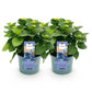 Hortensie - Hydrangea Magical Revolution Blue - Blau - 6-10 Blumen - 2 Pflanzen - Topf 23cm Höhe 55cm
