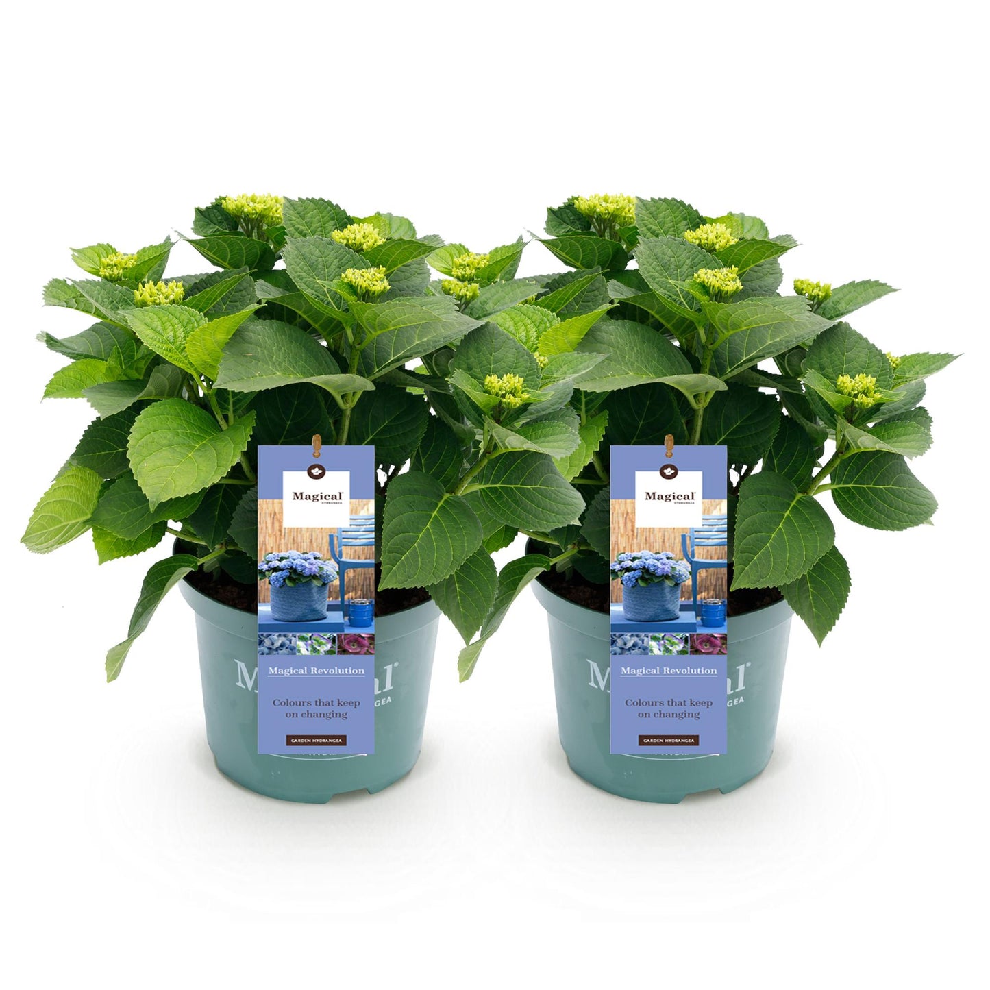 Hortensie - Hydrangea Magical Revolution Blue - Blau - 6-10 Blumen - 2 Pflanzen - Topf 23cm Höhe 55cm