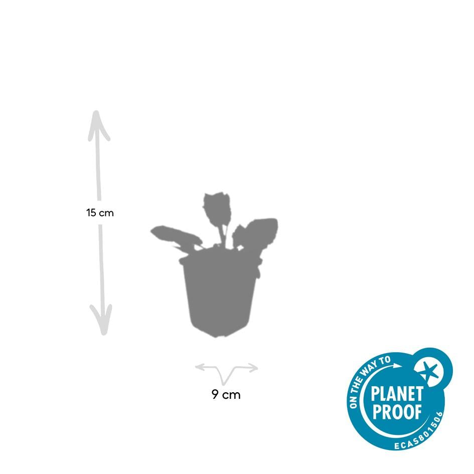 Steppen Salbei - 24x Salvia nem. 'Mainacht' - ↕10-25cm - Ø9cm