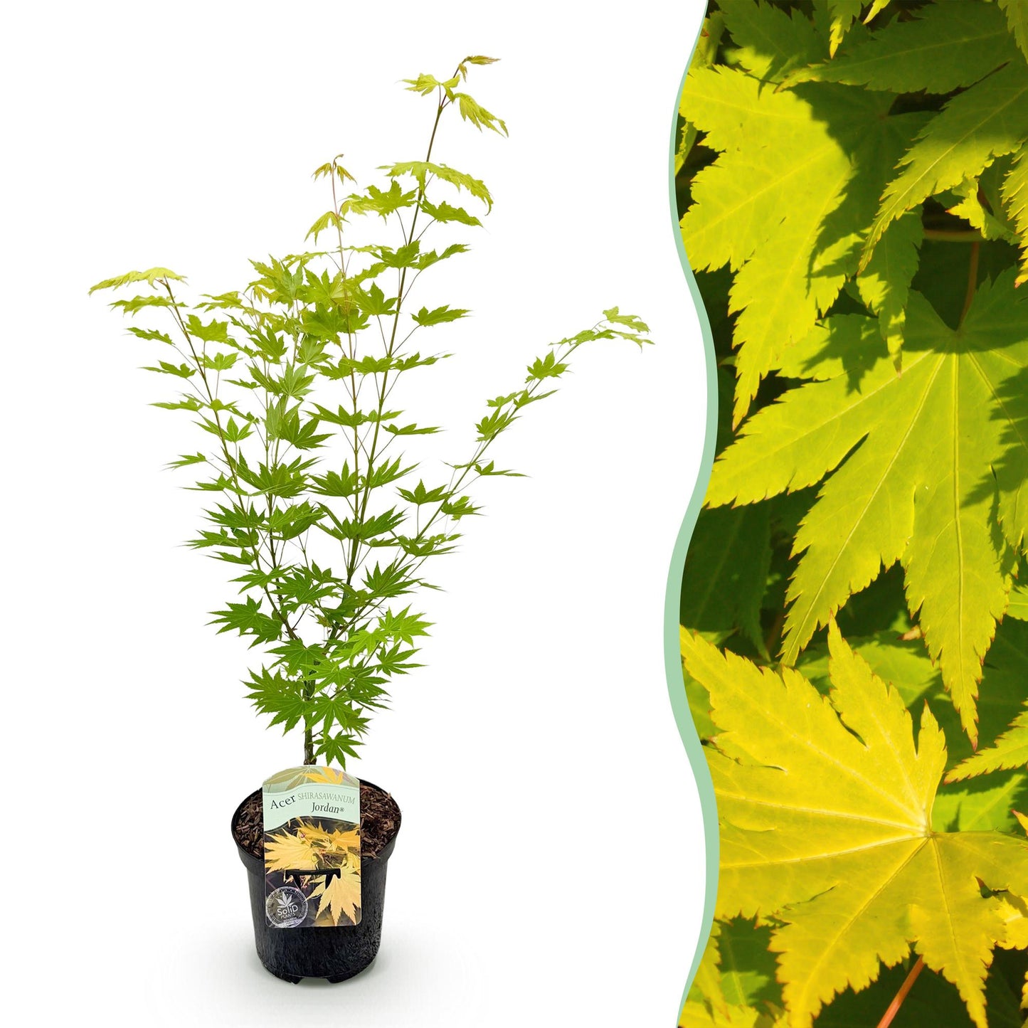 Japanischer Ahorn - Acer palmatum Jordan - Gelb - 1 Pflanze - Laubabwerfend - Topf 19cm Höhe 70cm