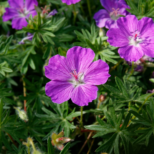 48x Geranium sanguineum - ↕10-25cm - Ø9cm