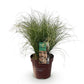 Ziergräser - Carex comans Frosted Curls - Grün - 1 Pflanze - Immergrün - Winterhart - Topf 17cm Höhe 50cm