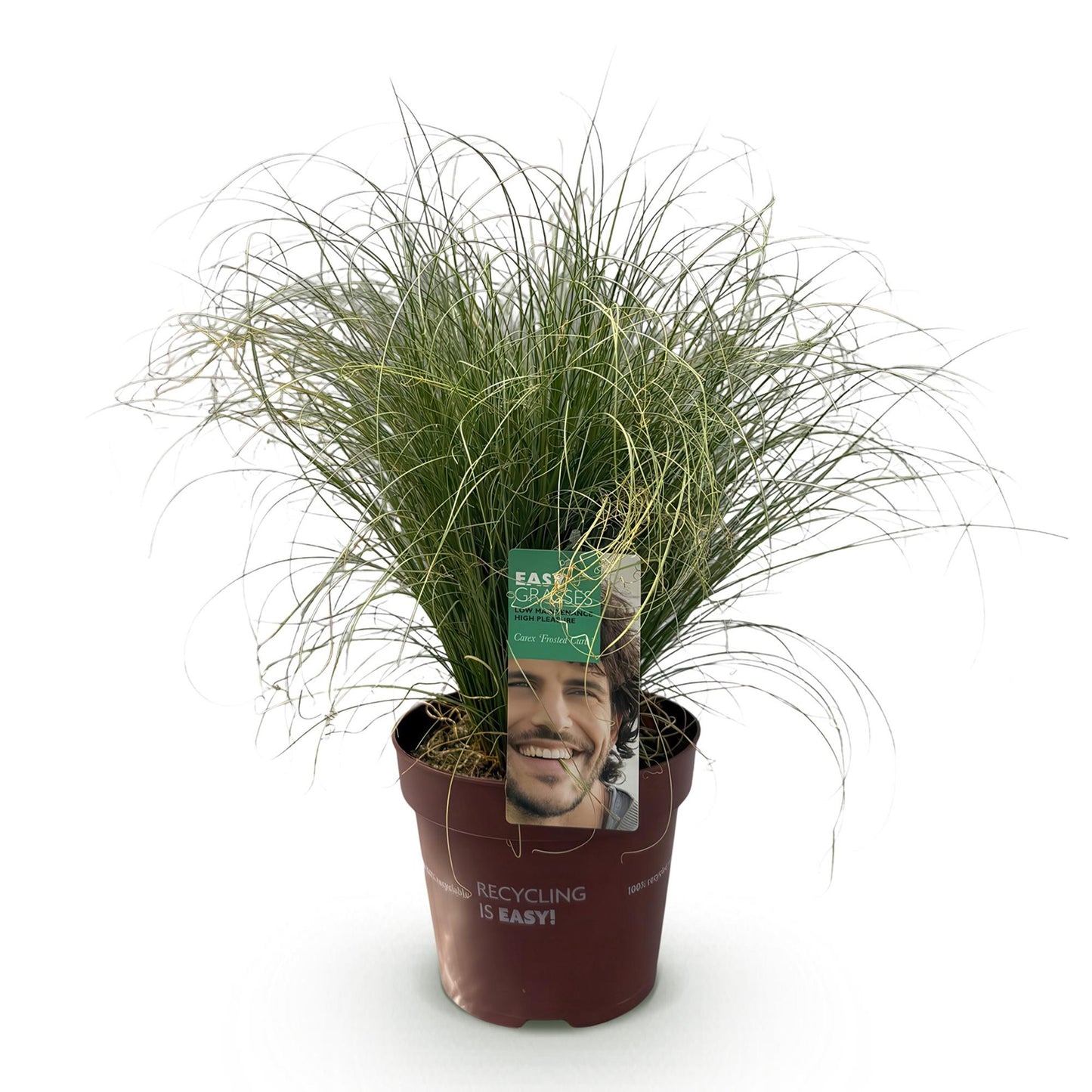 Ziergräser - Carex comans Frosted Curls - Grün - 1 Pflanze - Immergrün - Winterhart - Topf 17cm Höhe 50cm