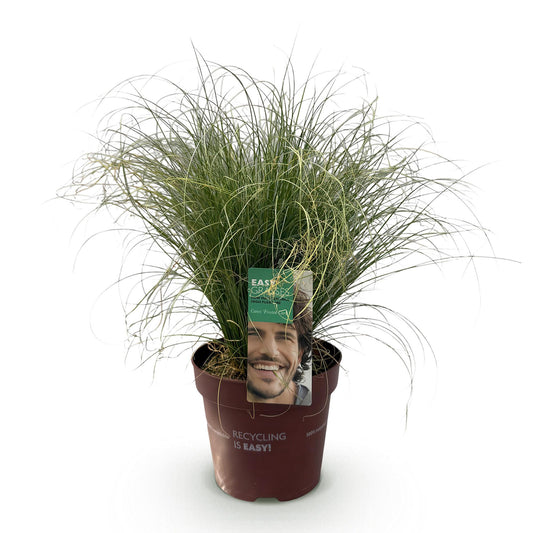 Ziergräser - Carex comans Frosted Curls - Grün - 1 Pflanze - Immergrün - Winterhart - Topf 17cm Höhe 50cm