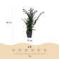 Heckenpflanzen - Taxus baccata - Blatt grün - 6 Pflanzen - 1 laufender Meter - immergrün - Topf 17cm Höhe 60cm