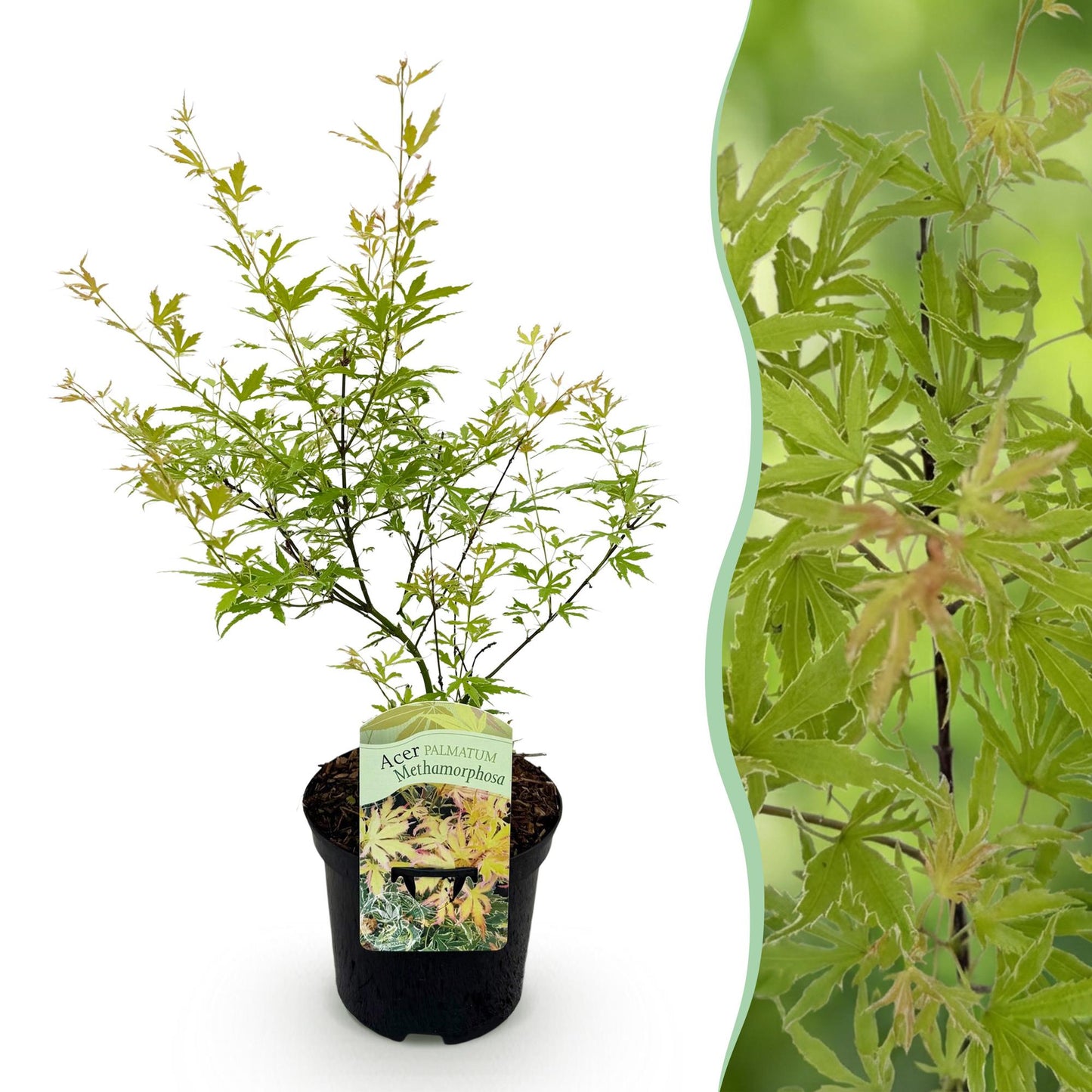 Japanischer Ahorn - Acer palmatum Methamorphosa - Grün - 1 Pflanze - Laubabwerfend - Topf 19cm Höhe 70cm
