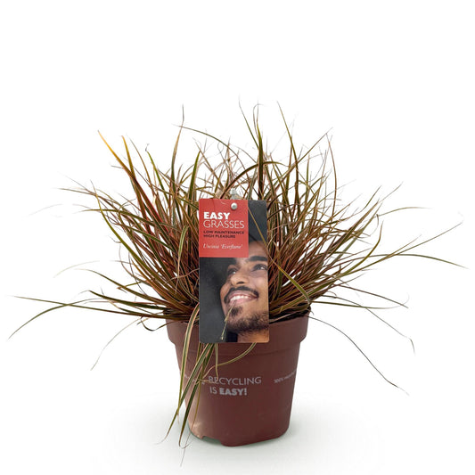 Ziergräser - Uncinia rubra Everflame - Rot - 1 Pflanze - Immergrün - Winterhart - Topf 17cm Höhe 50cm