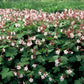 48x Geranium macr. 'Spessart' - ↕10-25cm - Ø9cm