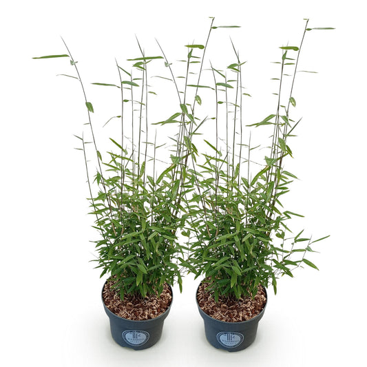 Gräser - Fargesia nitida Black Dragon - Bambus - Nicht Wuchernd - Grün - 2 Pflanzen - Topf 23 cm - Höhe 80 cm
