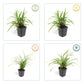 48x Carex morrowii 'Irish Green' - ↕10-25cm - Ø9cm