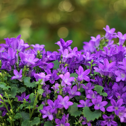 Campanula portenschlagiana - ↕10-25cm - Ø9cm, 6x