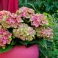 Hortensie - Hydrangea Magical Green Fire - Rosa Grün - 6-10 Blüten - 2 Pflanzen - Topf 23cm Höhe 55cm