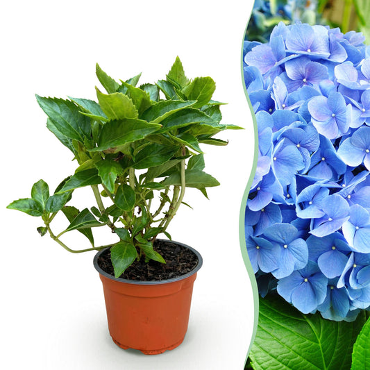 Hydrangea macrophylla Blau - Hortensie - Winterhart - Blau - 1 Pflanze - Topf 12cm - Höhe 20-30cm