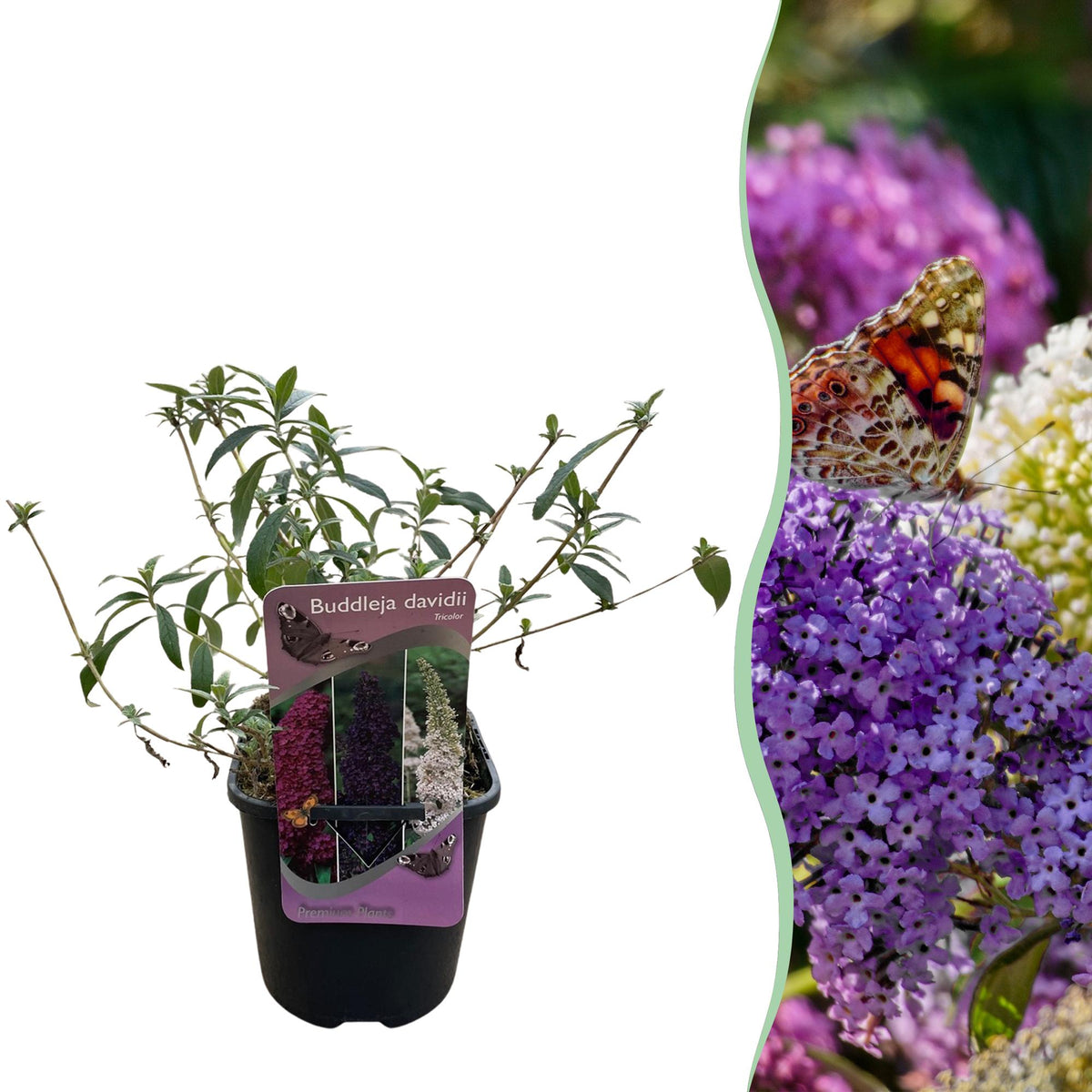 Schmetterlingsstrauch - Buddleja davidii Tricolour - Blüten Rosa, Weiß und Lila - 1 Pflanze - Topf 17cm Höhe 30cm