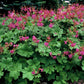 48x Geranium macr. 'Czakor' - ↕10-25cm - Ø9cm