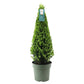 Ilex pyramide 55 cm hoog | 1x  -  Ø  21 cm