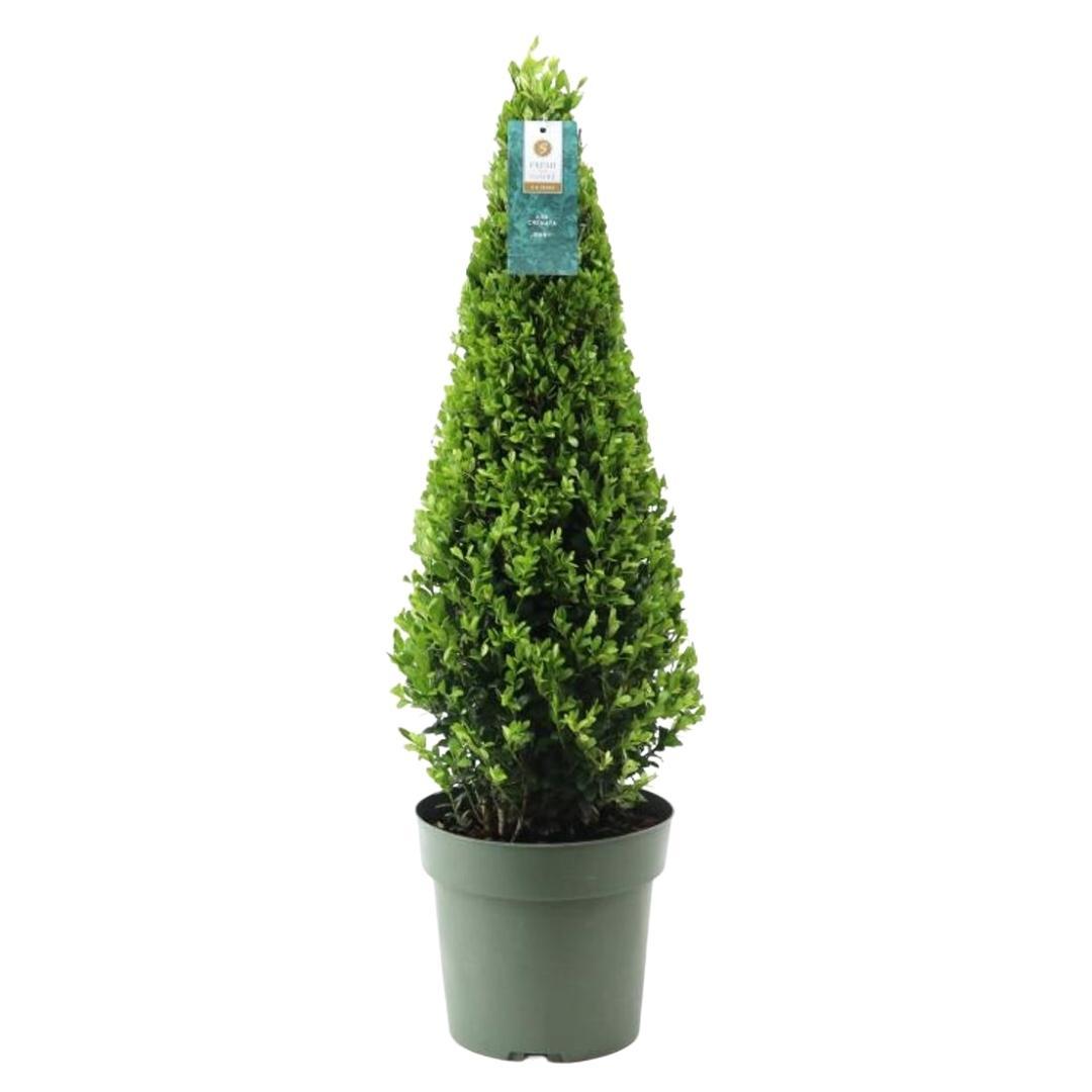 Ilex pyramide 55 cm hoog | 1x  -  Ø  21 cm