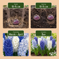 20x Hyacinthus Blue water mix - Blue water mix hyacinth - Blue - Spring bloomer